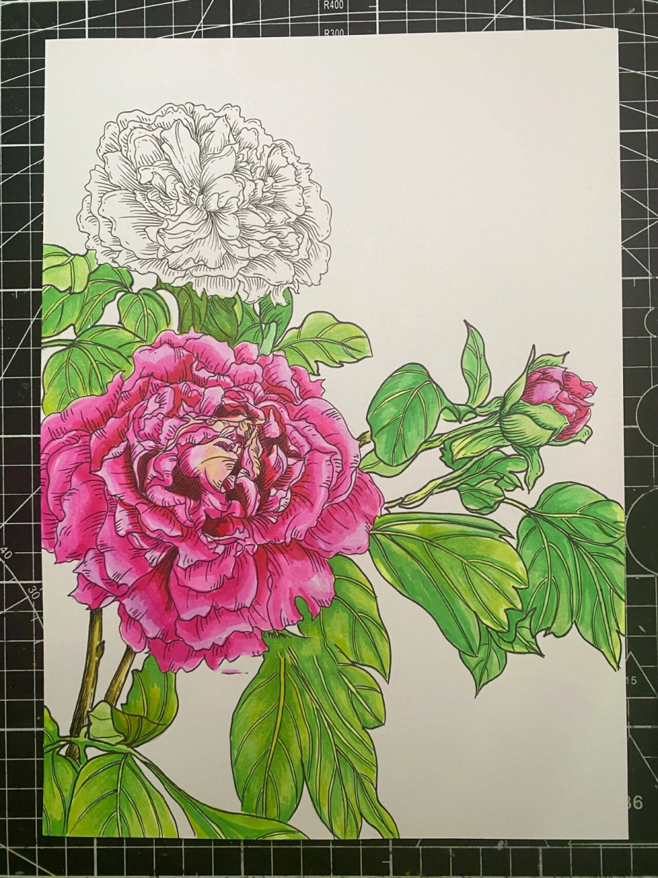 牡丹‖线描‖马克笔‖原创【附过程】 牡丹在中国被称为"花之富贵者也