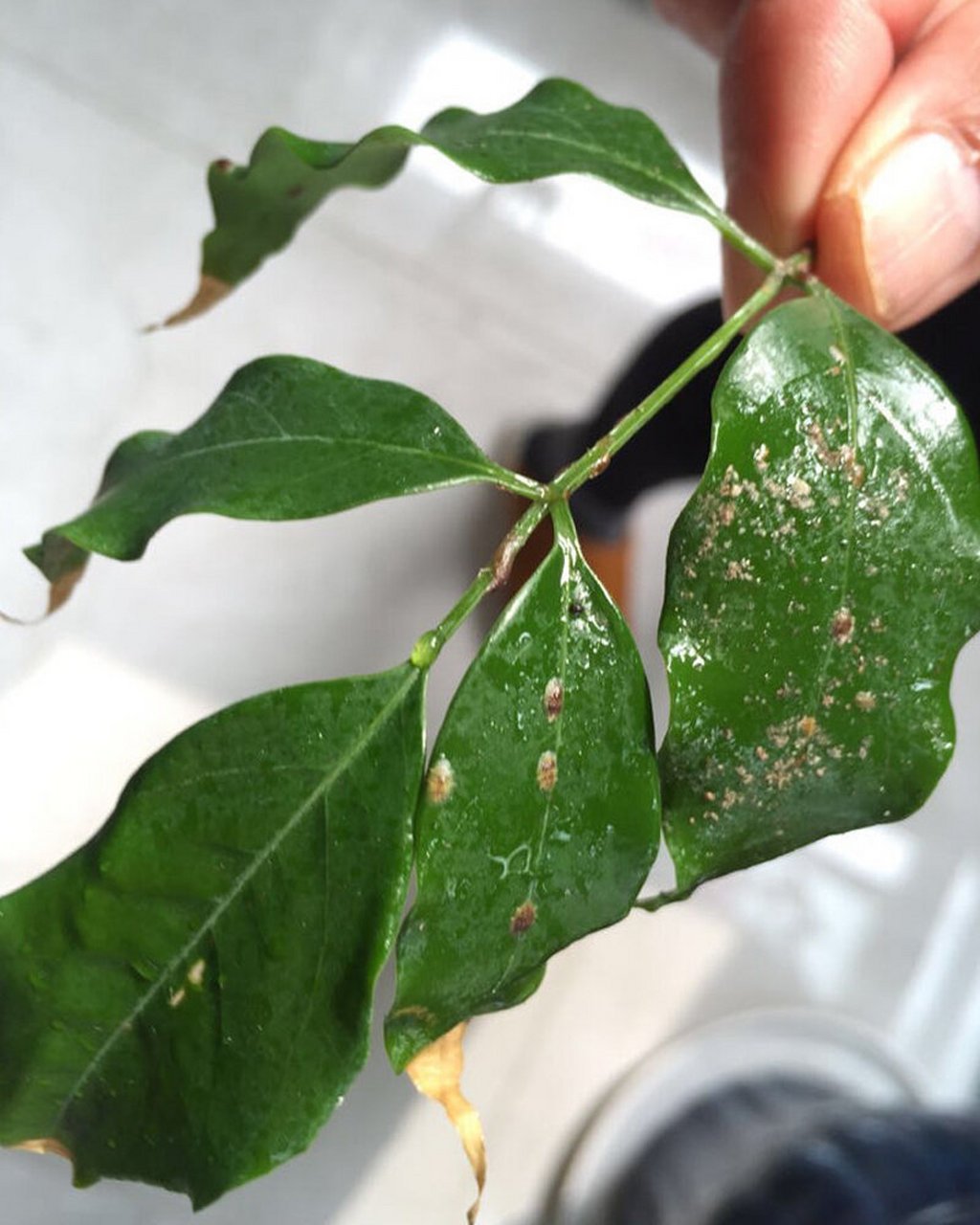 是蚧壳虫吗 遇到蚧壳虫不用慌,用对方法灭光光