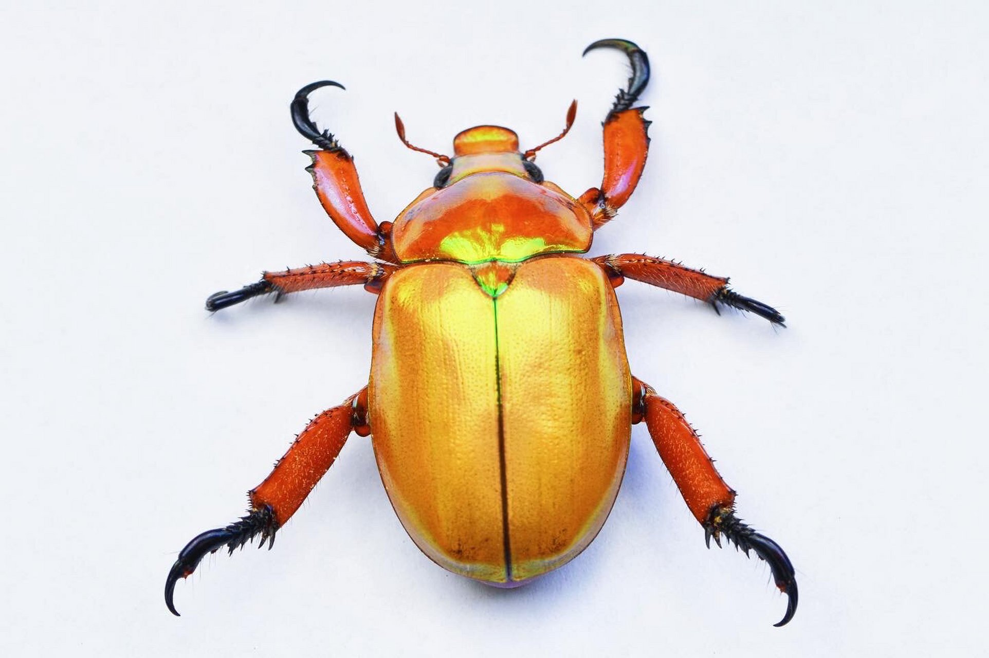 澳洲-国王圣诞甲虫 鞘翅目 金龟子科 标本 king christmas beetle