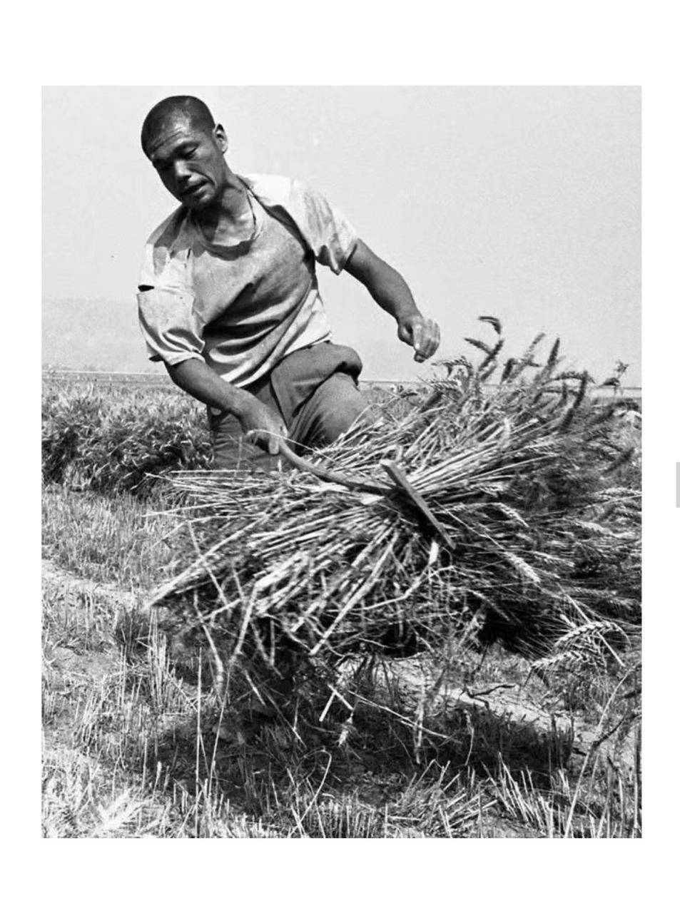 侯登科摄影作品《麦客1982——2000》系列02 0202  麦客,是西北