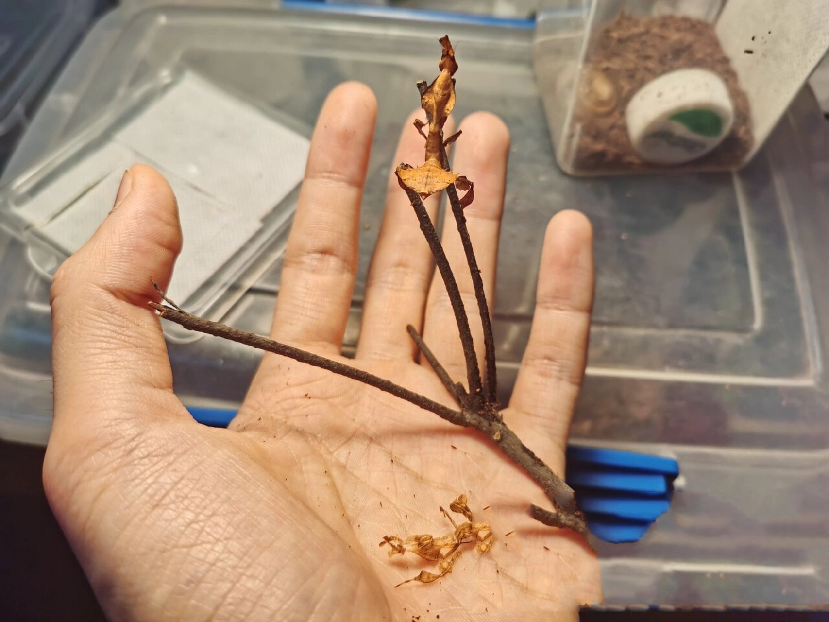 大多数幽灵螳螂的体色为枯黄色,枯褐色或是近似焦黑的颜色.