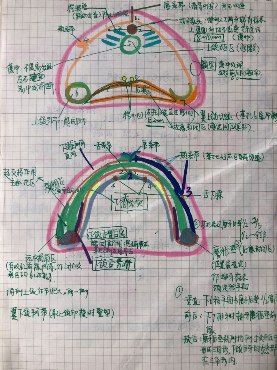 无牙颌模型画线图片图片