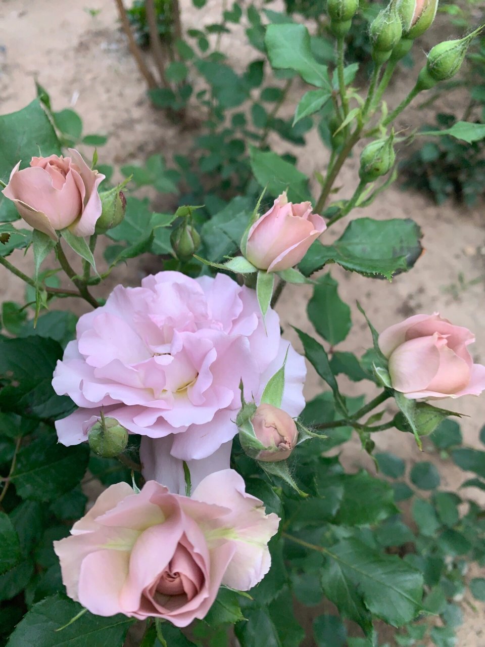 康斯坦茨,亚伯,谢莉尔,翠鸟,思念,海神王 今日的月季颜色都粉嫩粉嫩