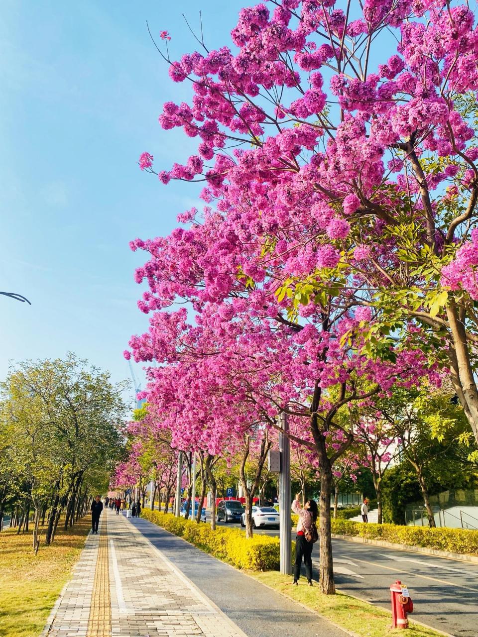 风铃木花海图片