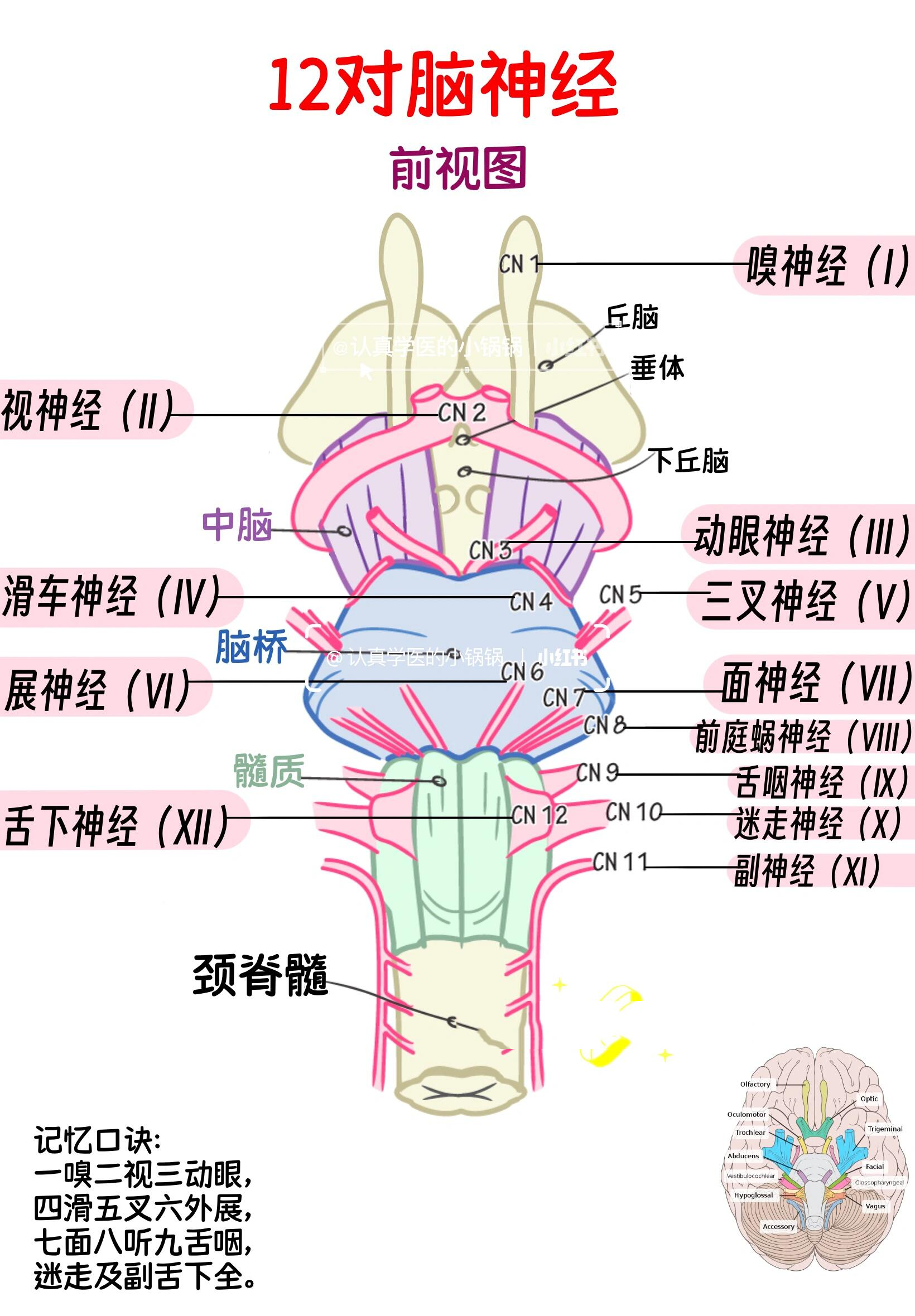 12对脑神经