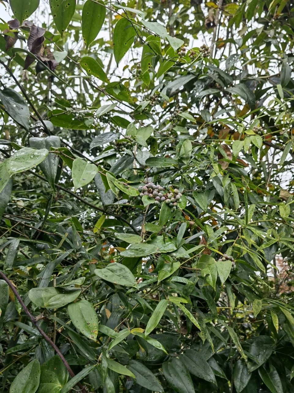 土茯苓 土茯苓,菝葜科,菝葜属,别称光叶菝葜,拍于长秋山脉丘区山地.