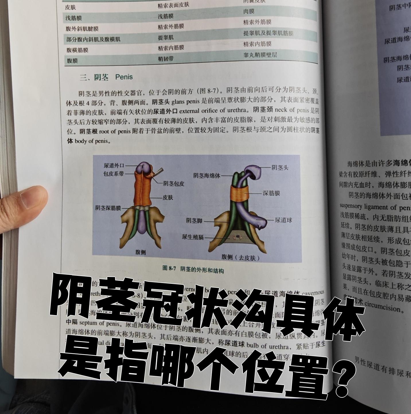 阴茎冠状沟就是龟头和阴茎体连接的地方