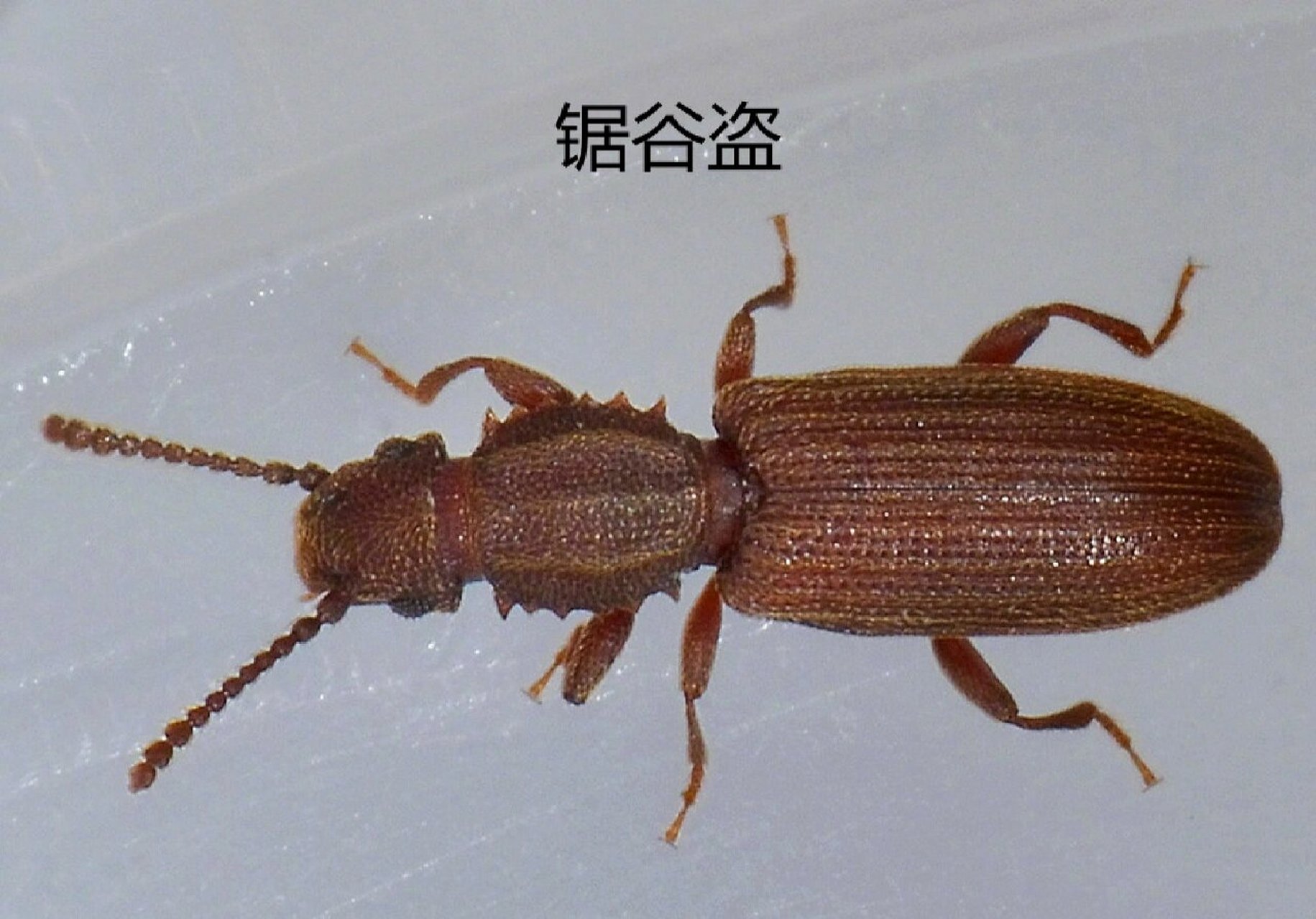 卧室里没有米却有类似米象一样的虫子,可能是因为家里比较潮湿,潮湿