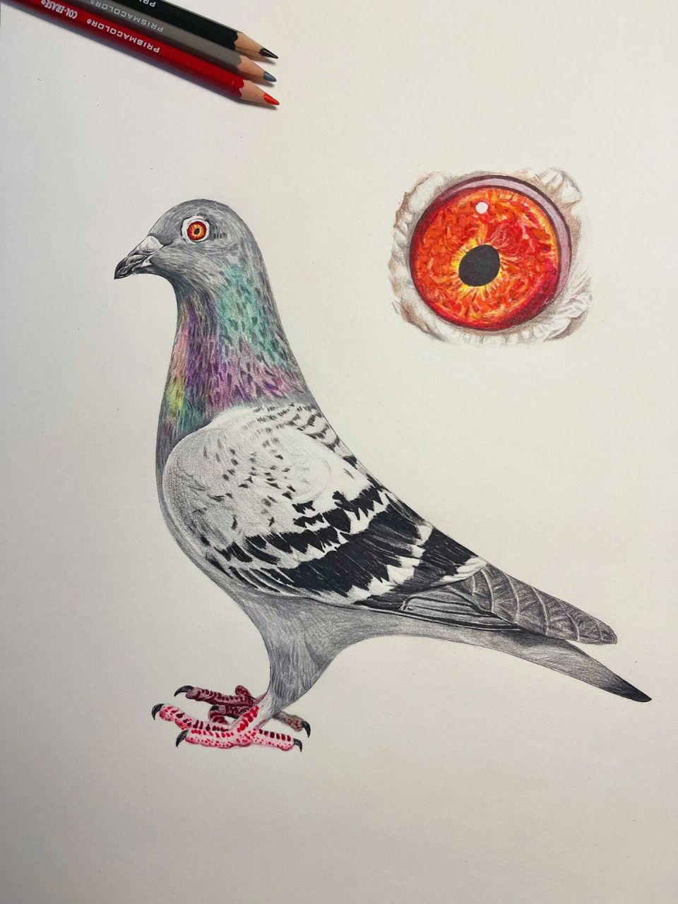 彩铅手绘鸽子 以前找我画画一个客户姐姐说想让我画幅鸽子,她老公是