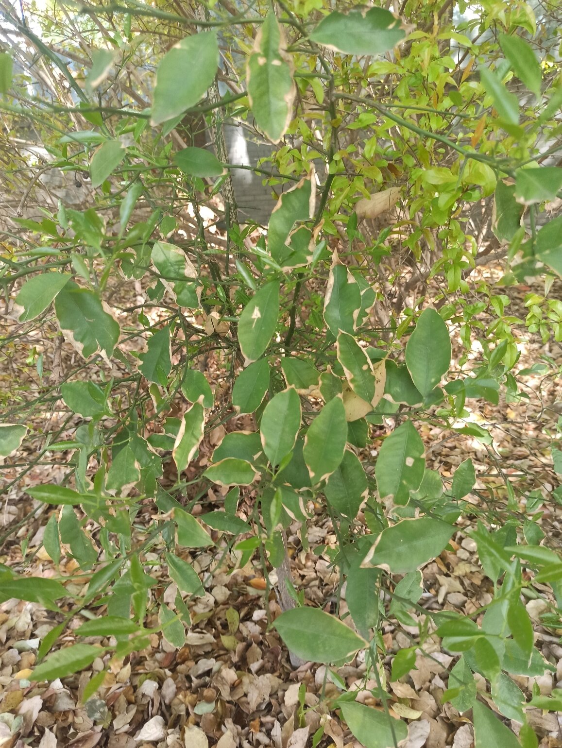 像橘子树的长满长刺的这棵树是什么,叶子好大一股味道