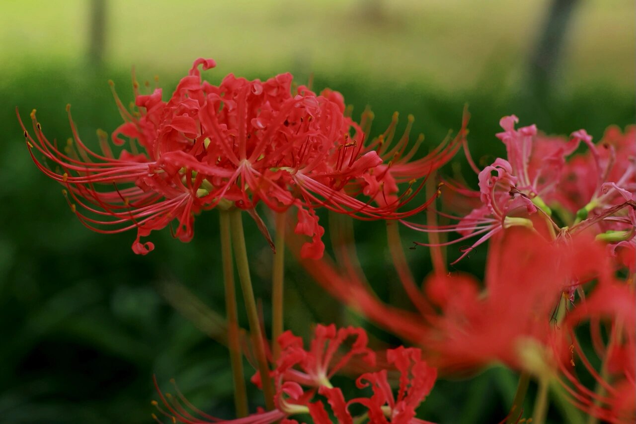 合肥拍照地|彼岸花 黄泉路上唯一的风景 佛经说:开一千年,落一千年,花