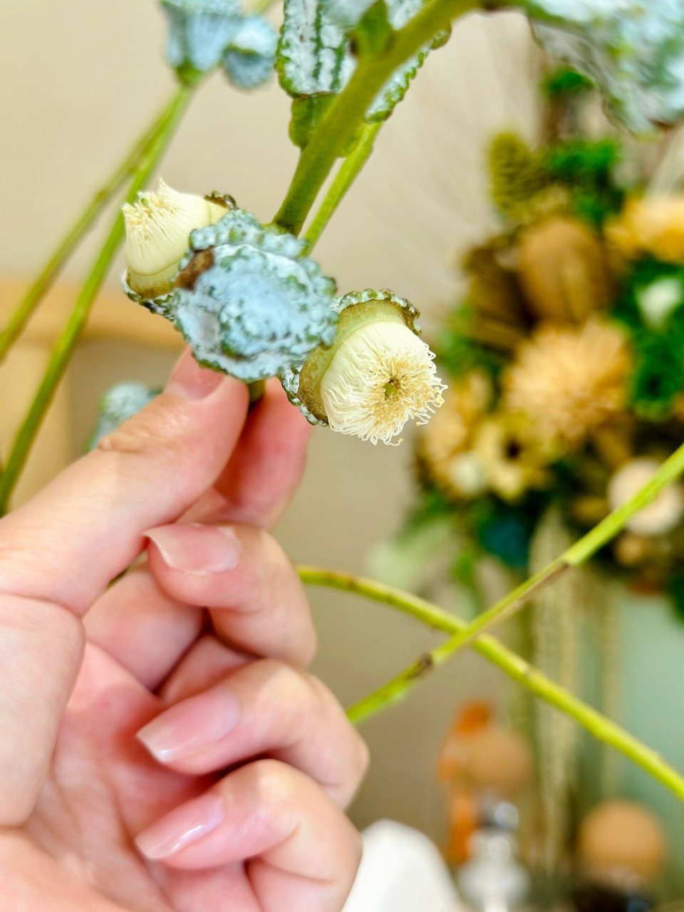 原来尤加利开花这么美!