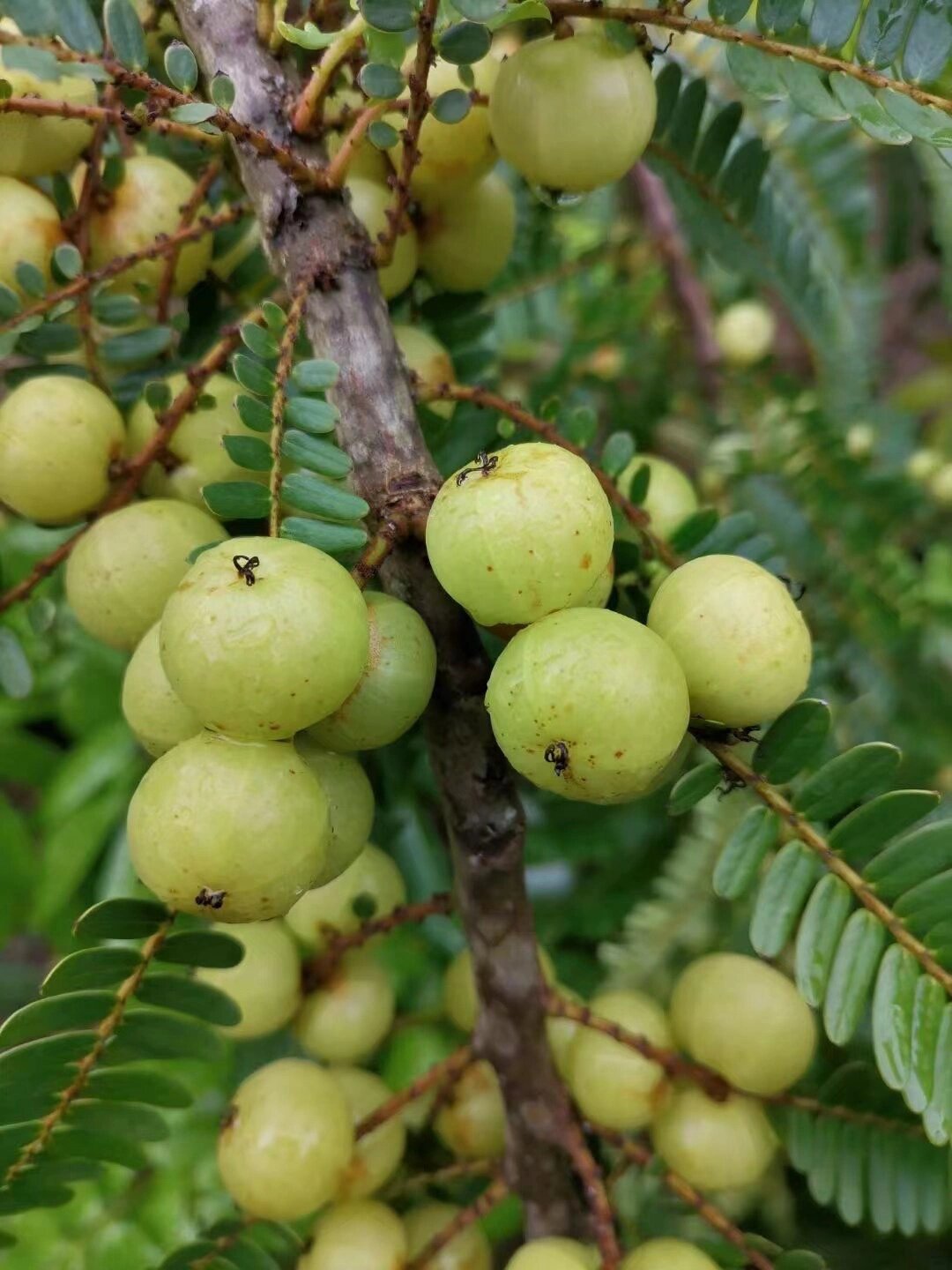 油柑～潮汕味道 油柑可以干吃也可以榨汁,油柑77糖96=油柑汁.