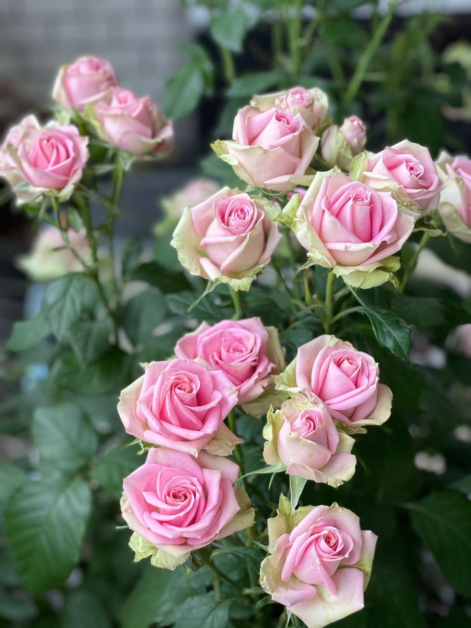 月季·新星 新星是一款较小众的月季,复古款的花型在这个流行欧式风的