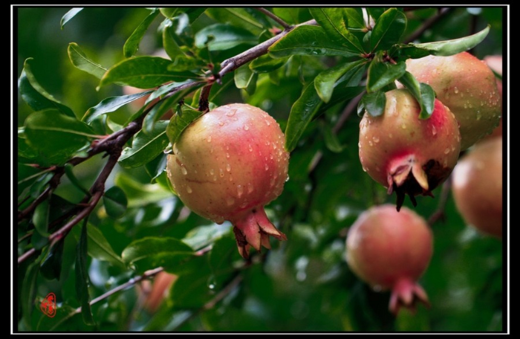 每天认识一种校园植物—石榴 【day18】石榴 1.