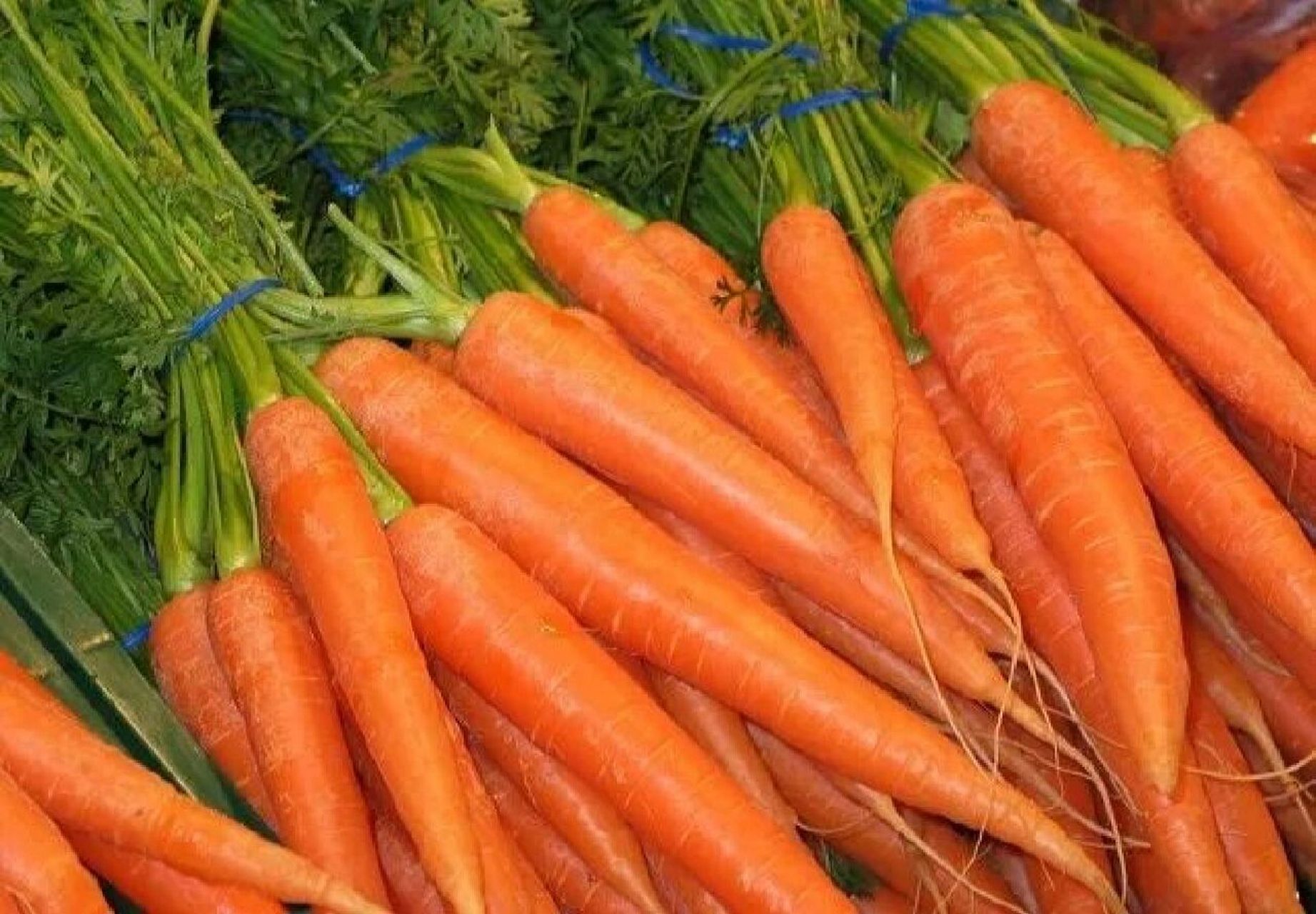 红萝卜的功效和营养价值 红萝卜是我们日常中一种常见的食物,有比较好