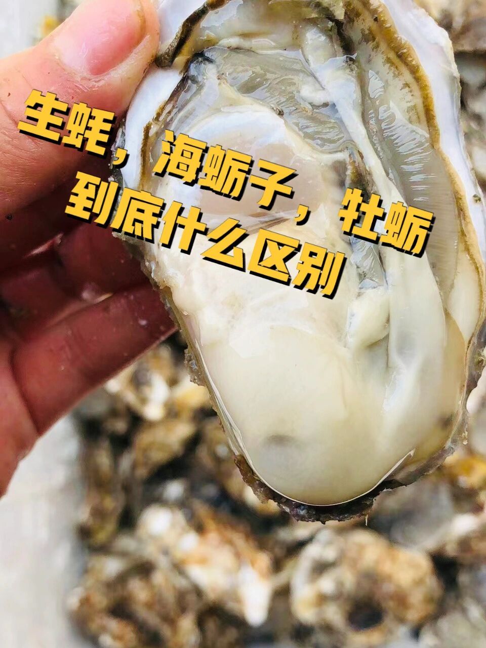 生蚝,牡蛎,海蛎子到底有什么区别 北方称为"牡蛎",南方多称为"生蚝"