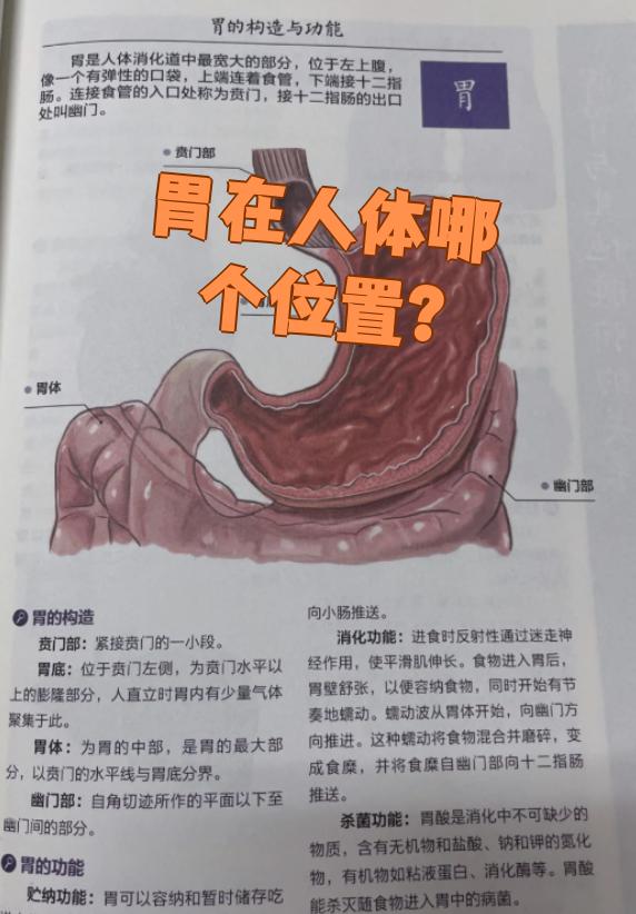 食管和胃连接的地方叫贲门,胃和十二指肠连接的地方叫幽门