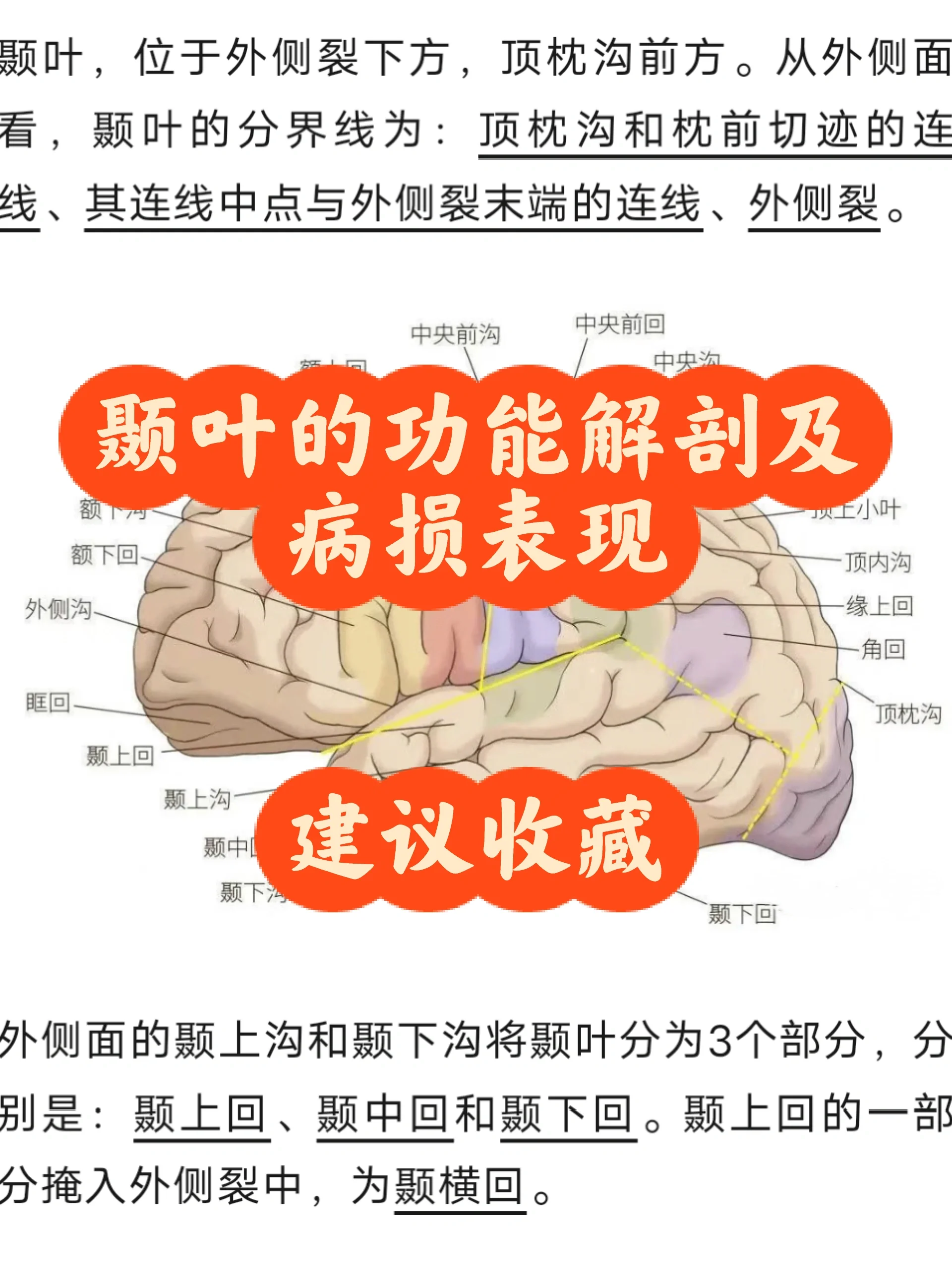 颞叶是哪个位置图片图片