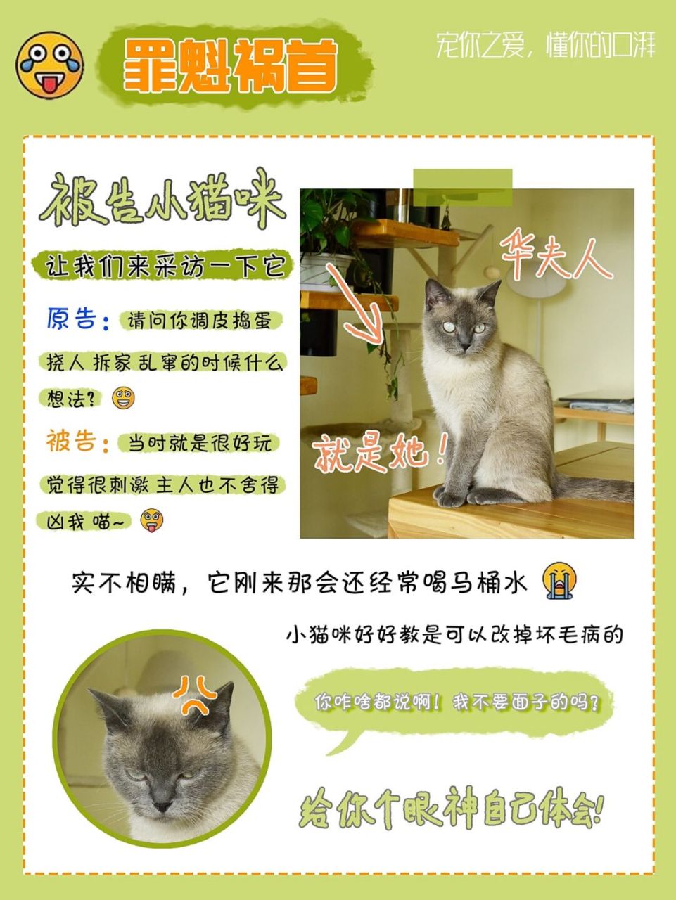 新手必看 | 人见人夸的驯猫手册 | 科学养猫 试问谁不想拥有一只人见