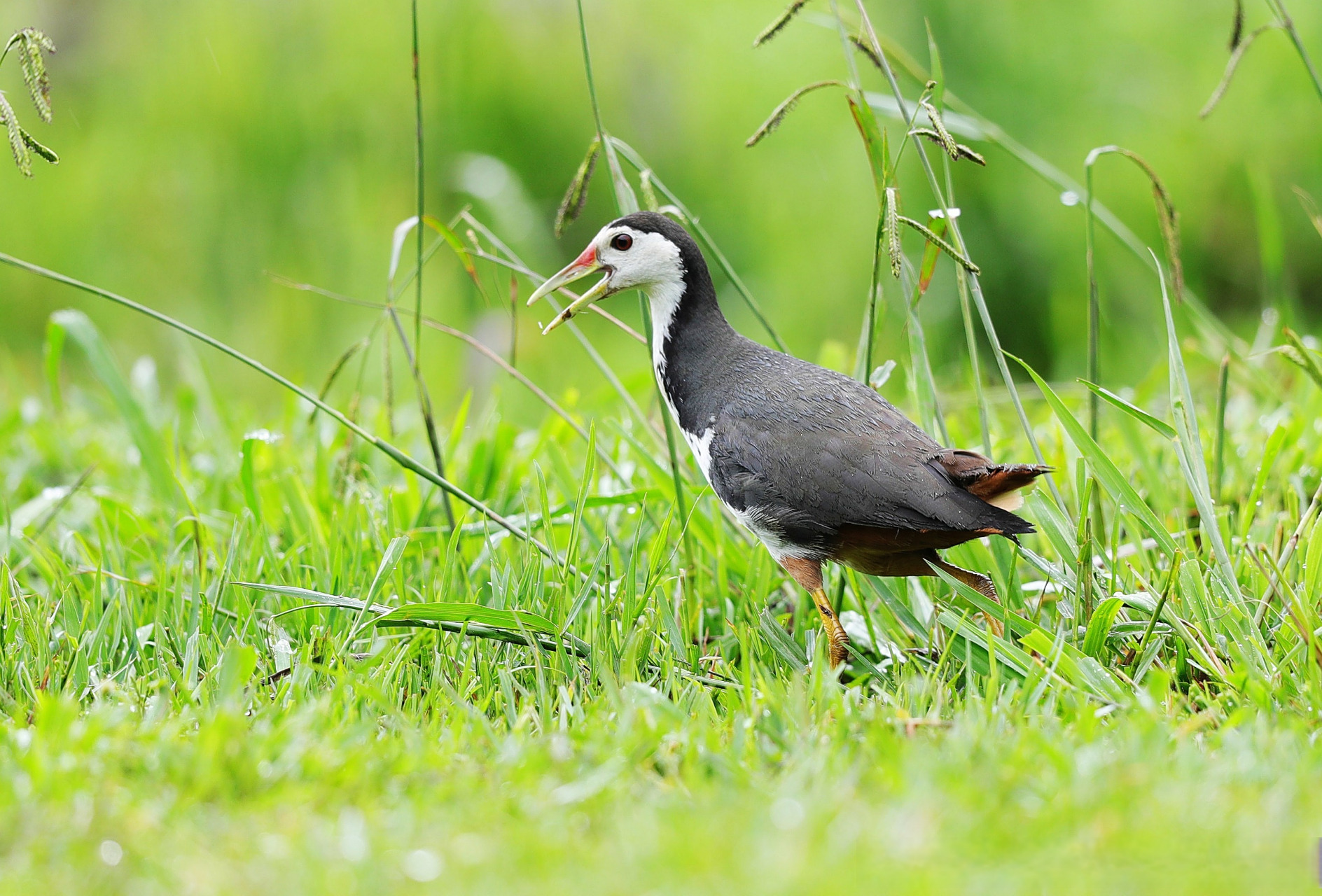 北海湿地的飞羽世界 | 白胸苦恶鸟:"叫苦连天"的长腿水鸟】白胸苦恶鸟