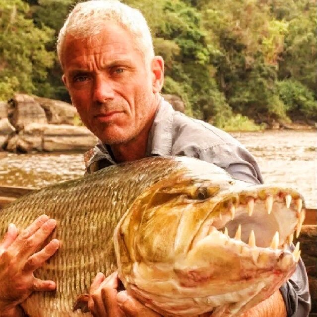 《河中巨怪》同款非洲虎鱼(1350) jeremy wade 是我和先生一直追随的