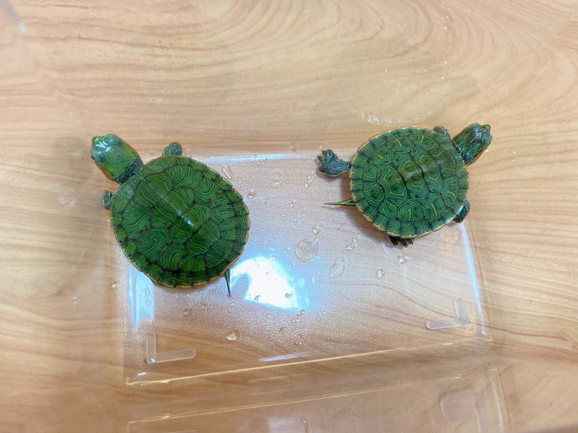 巴西龟苗该怎么养大