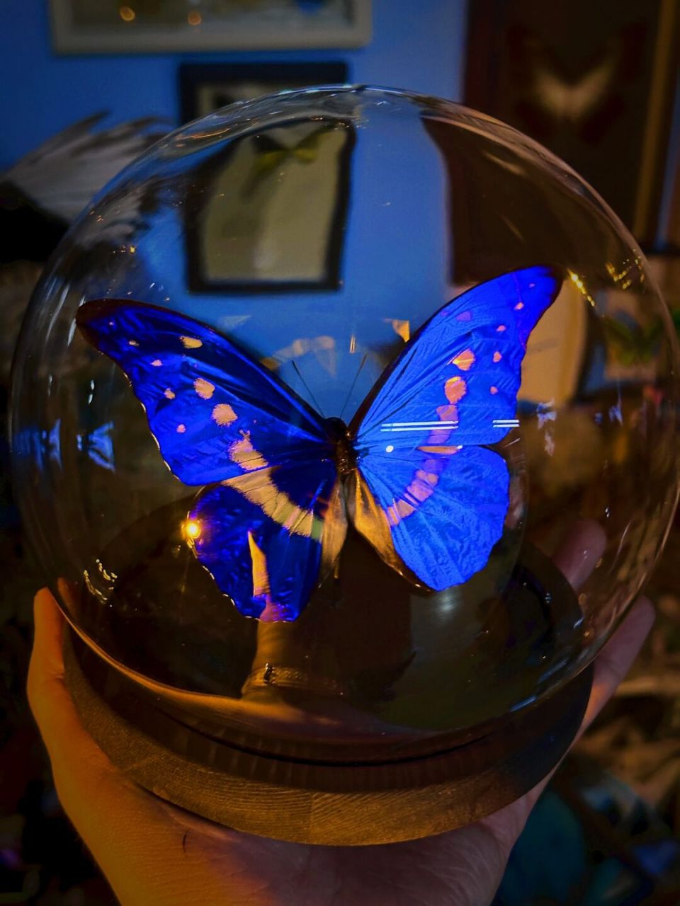 有着蝴蝶里的多瑙河之称的光明女神蝶03在光线下,整个翅面犹如蔚蓝