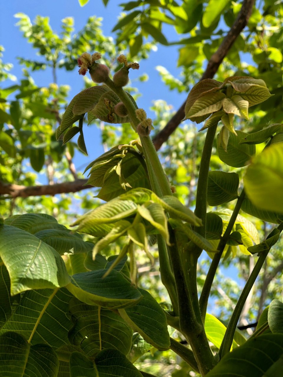 核桃开花了,您能看出哪是三棱 哪是双胞胎吗 虽然看着像小核桃,雌花分
