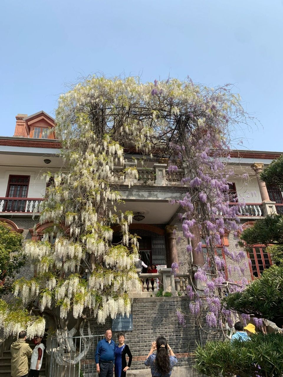 南通博物苑紫藤花打卡地 来拍照了,谢谢晓羽的精彩出境