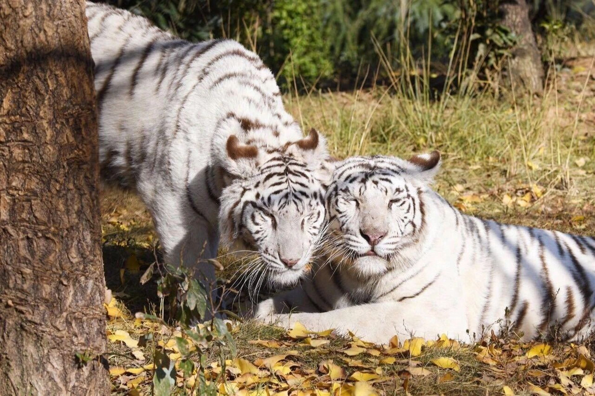 长沙生态动物园园 长沙生态动物园门票(/9/11月份周末) 118元买通票一