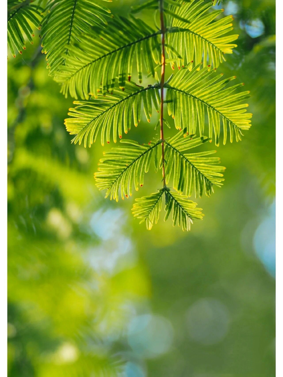 杉树属松科,常绿乔木,高可达30米,是中国特有的树种,国家一级保护植物