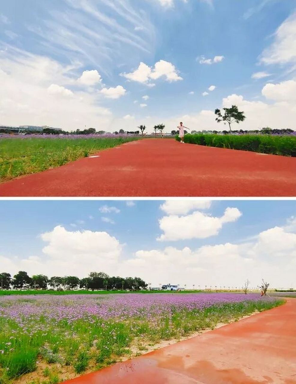 兰州这片"神秘"花海刷屏!多图 初秋的兰州新区,处处弥漫着花香.
