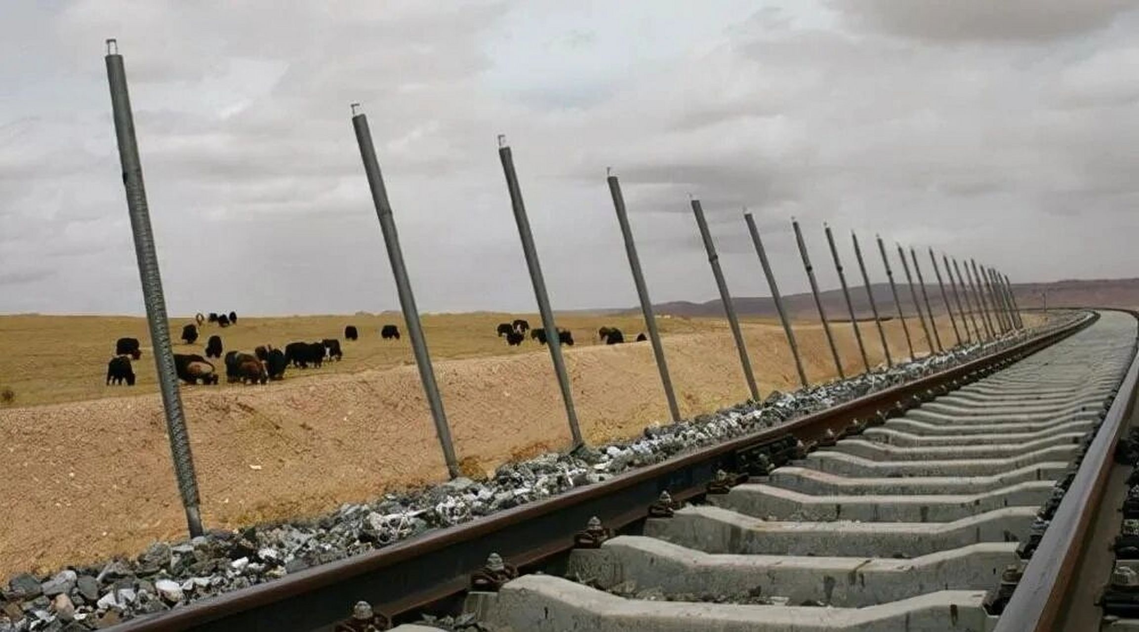 值得注意的是,在青藏铁路的两旁,插着一根根高达2米的"铁棒",其数量多