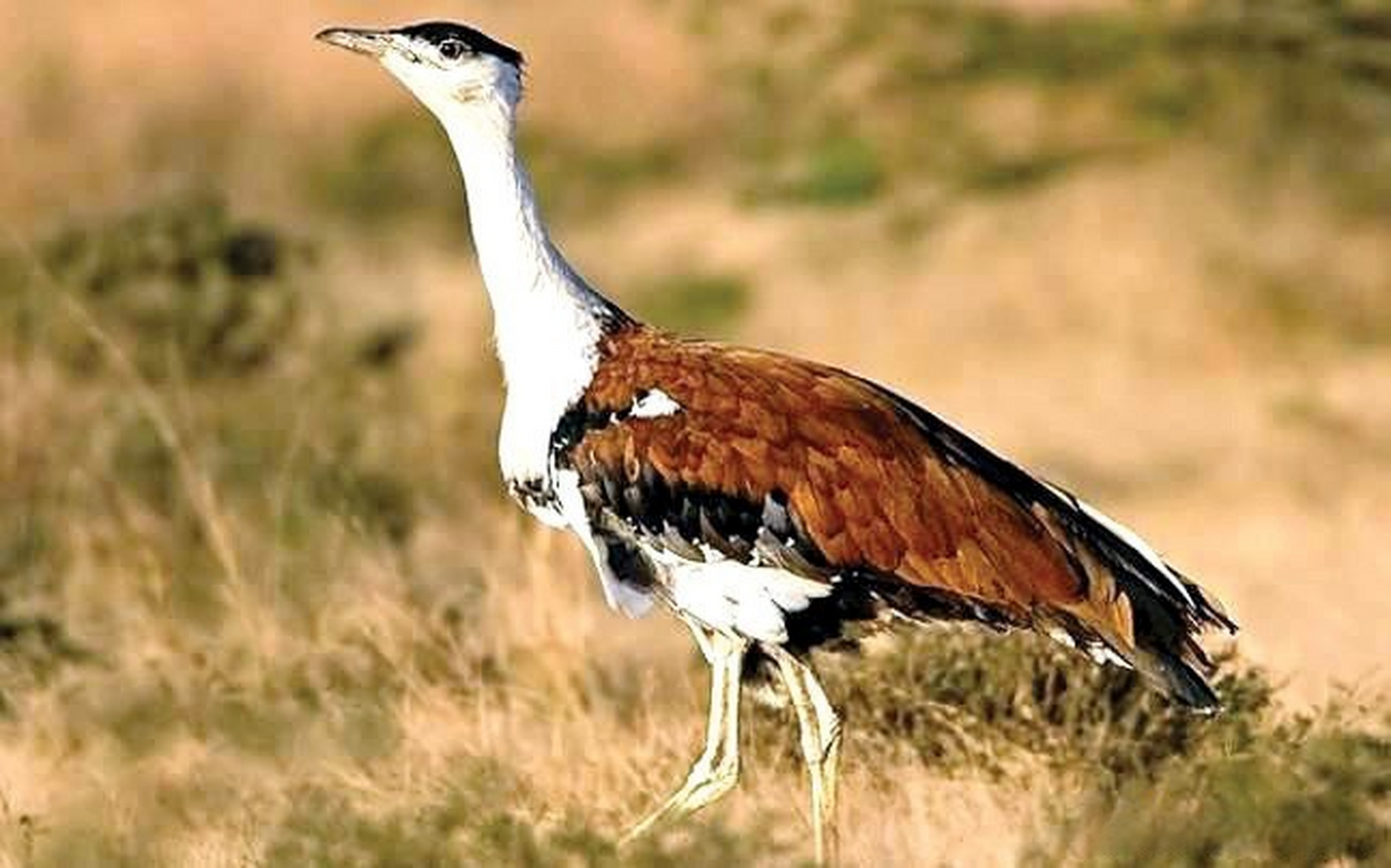 印度政府致力于保护极度濒危的鸟类—黑冠鹭鸨  自然界的美妙生物多样