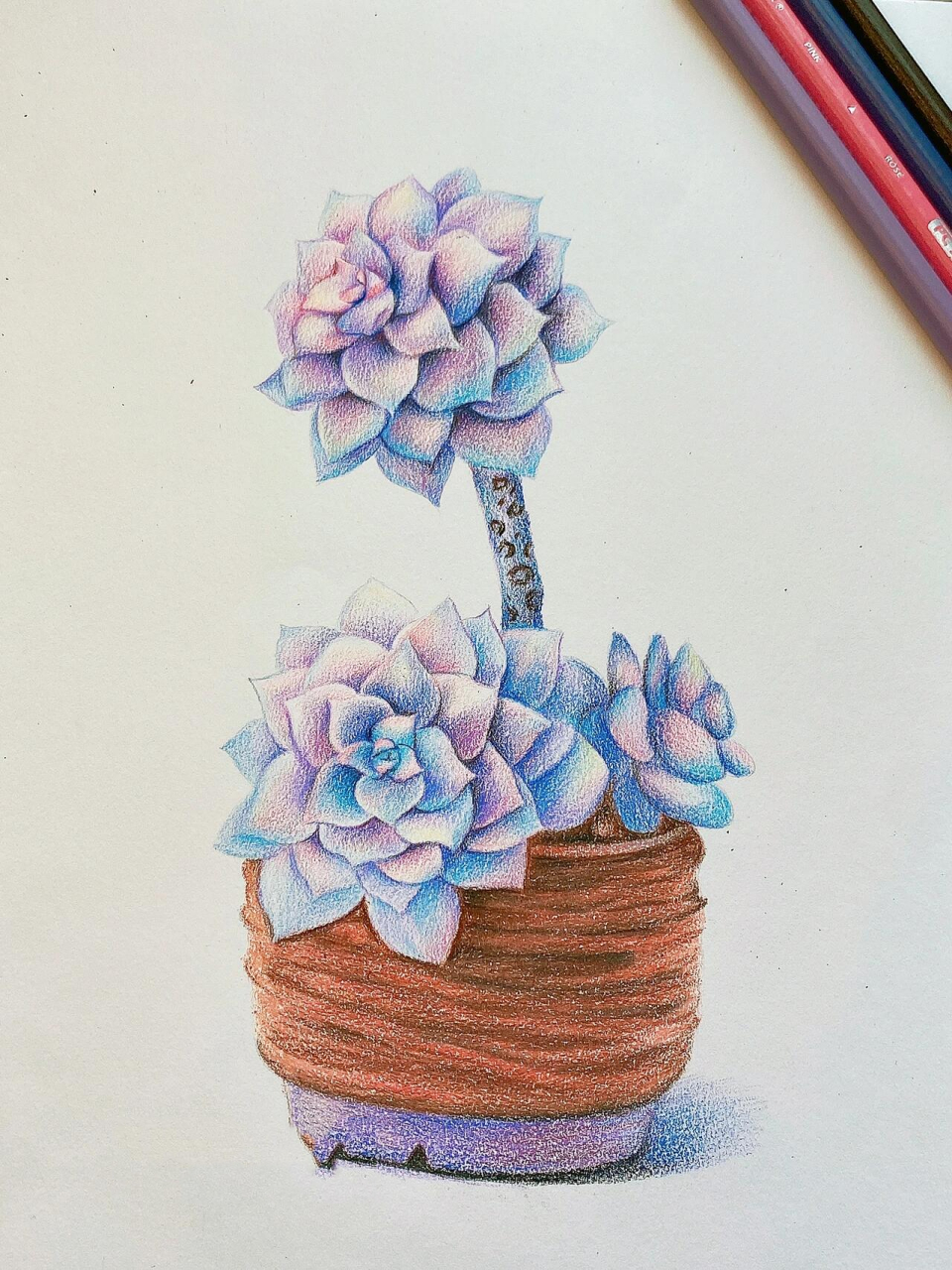 彩铅画多肉植物 过程图 多肉盆栽