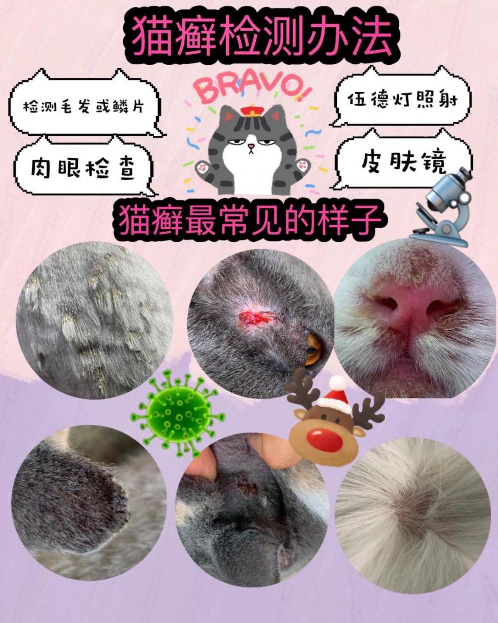 猫癣藓是怎么产生的,以及诊断和治疗办法 猫癣的定义: 猫癣是一种常见