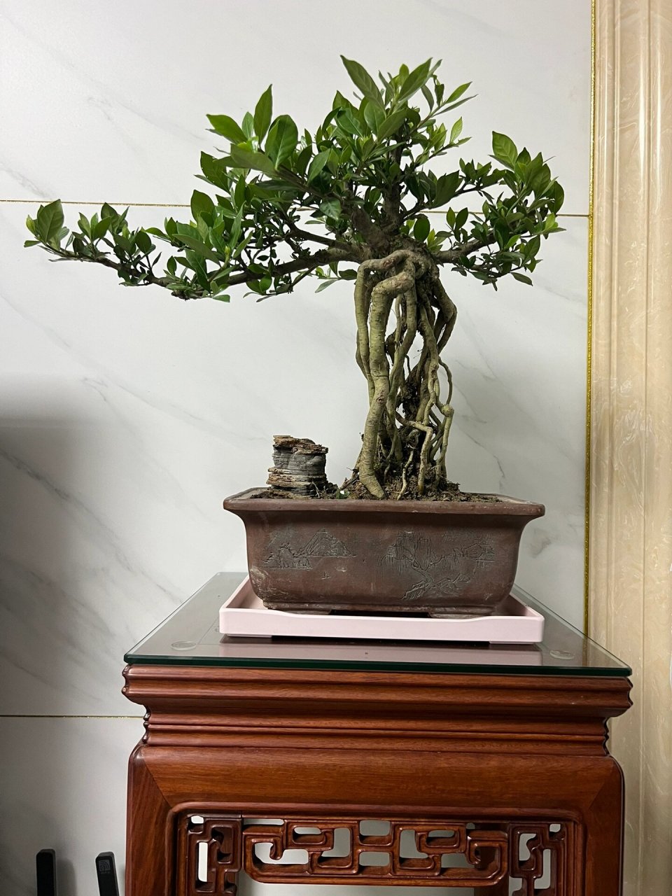 清誉栀子花 清誉栀子是日本四大栀子花品种之一,是小叶栀子中最常见的