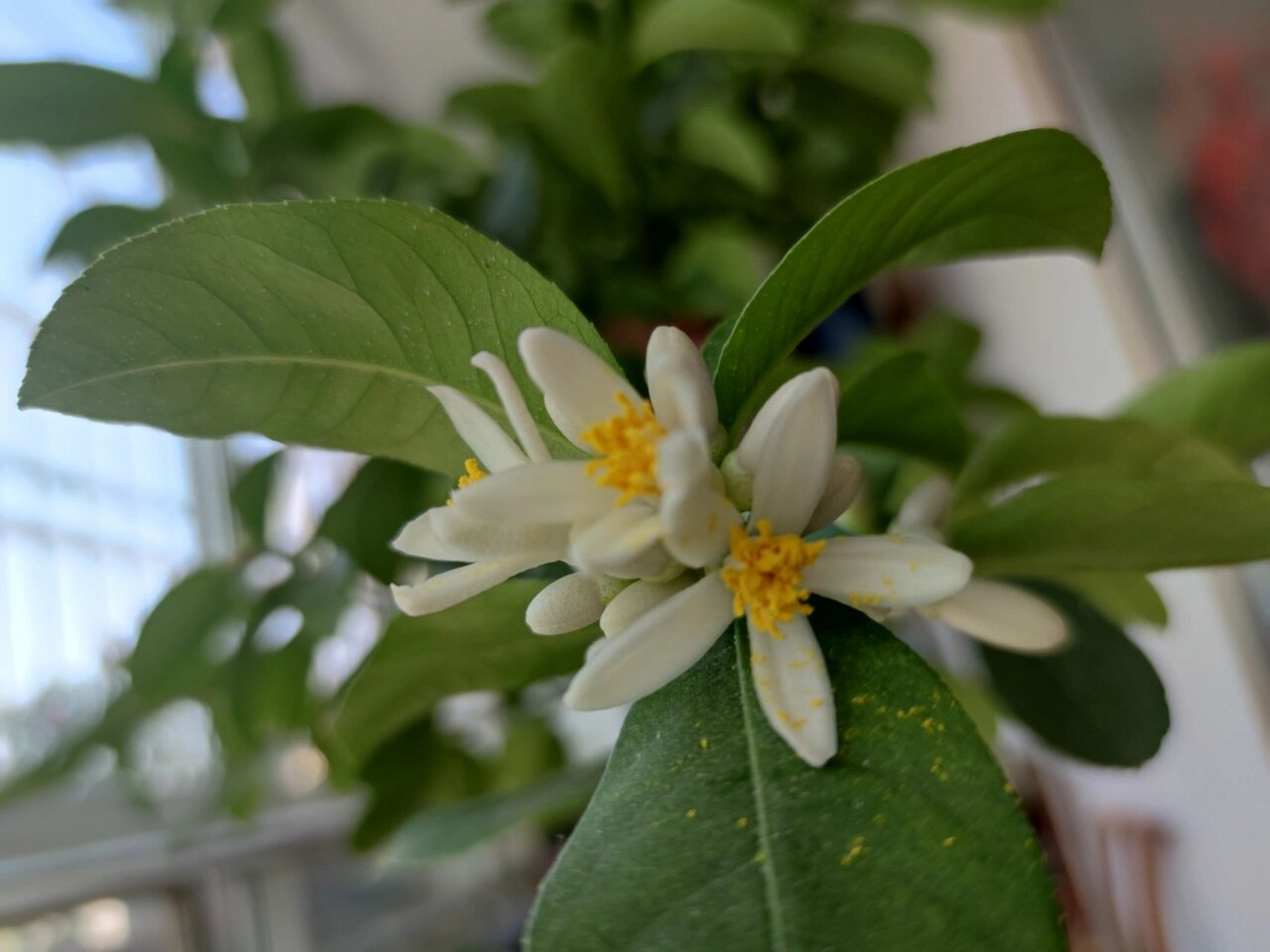 香水柠檬树开花了,人工授粉 阳台上这颗香水柠檬树高1米6,枝头花苞