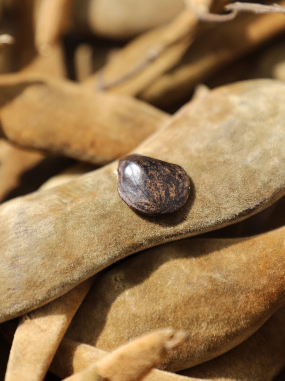 在苏博文创的产品里,文衡山先生手植藤种子一直是独特而不可复制的