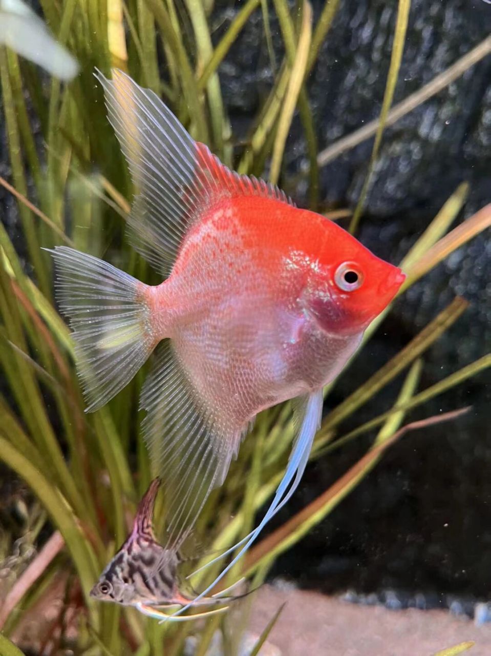 你这些年都养过哪些神仙鱼