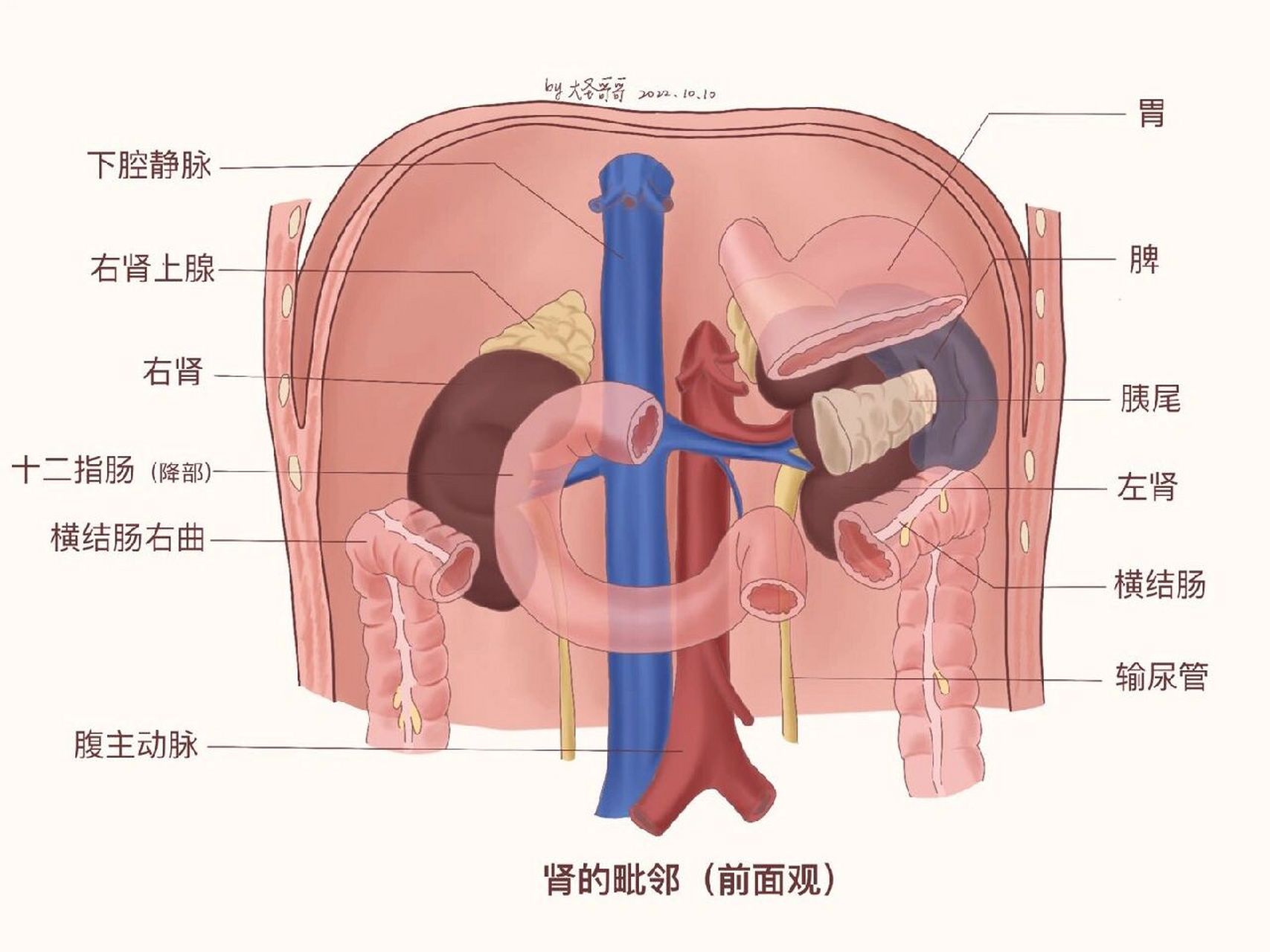 双肾区位置示意图图片