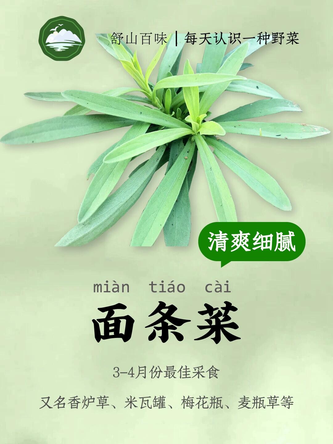 面条菜的功效与作用图片