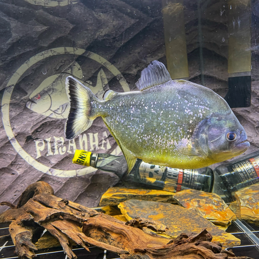 旧金山黄钻水虎 serrasalmus spilopleura 目前20cm  最容易养出状态