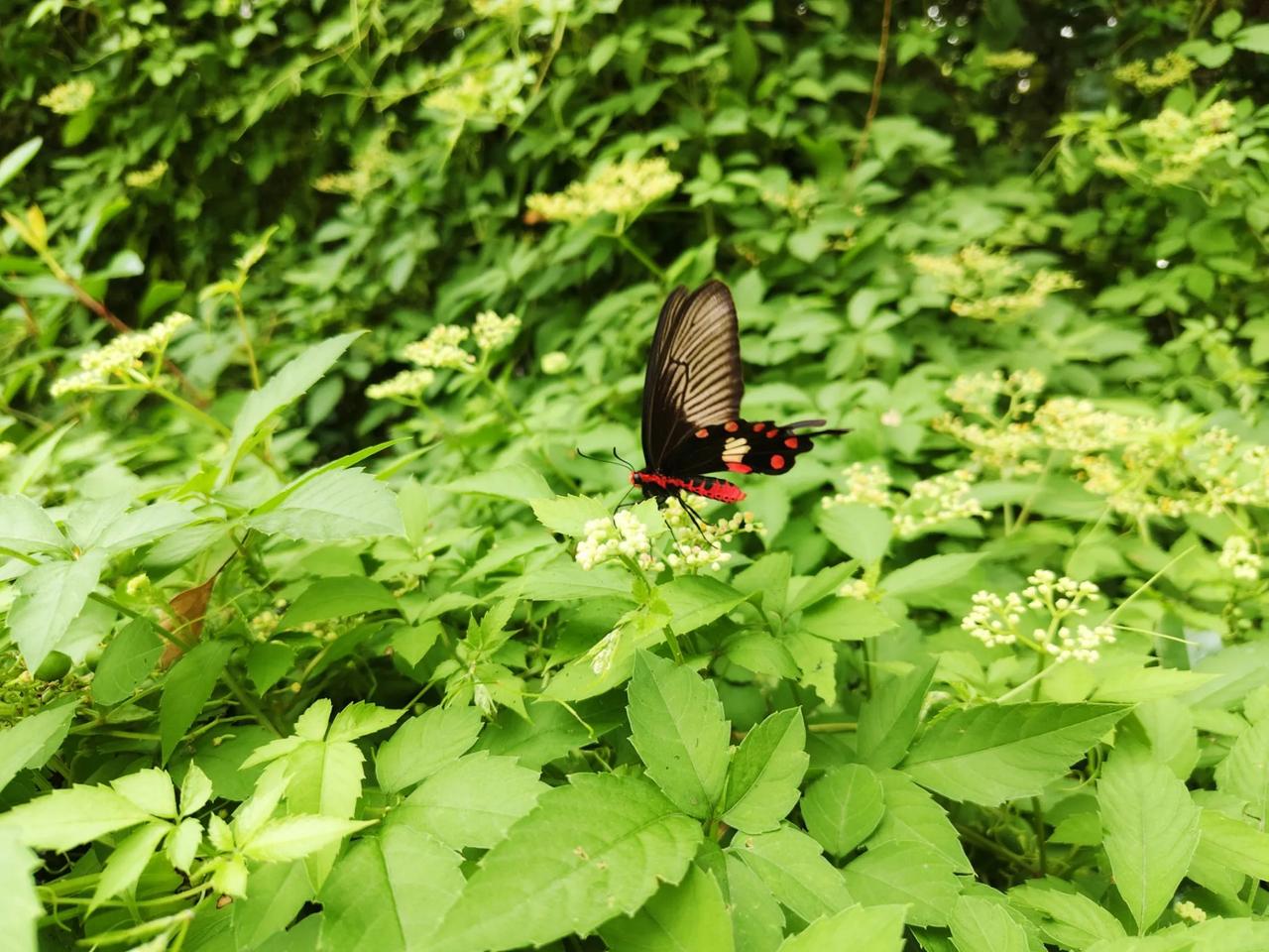 上班路上的小确幸 遇到了采花的蝴蝶 心情会变好很多 再也不是周一