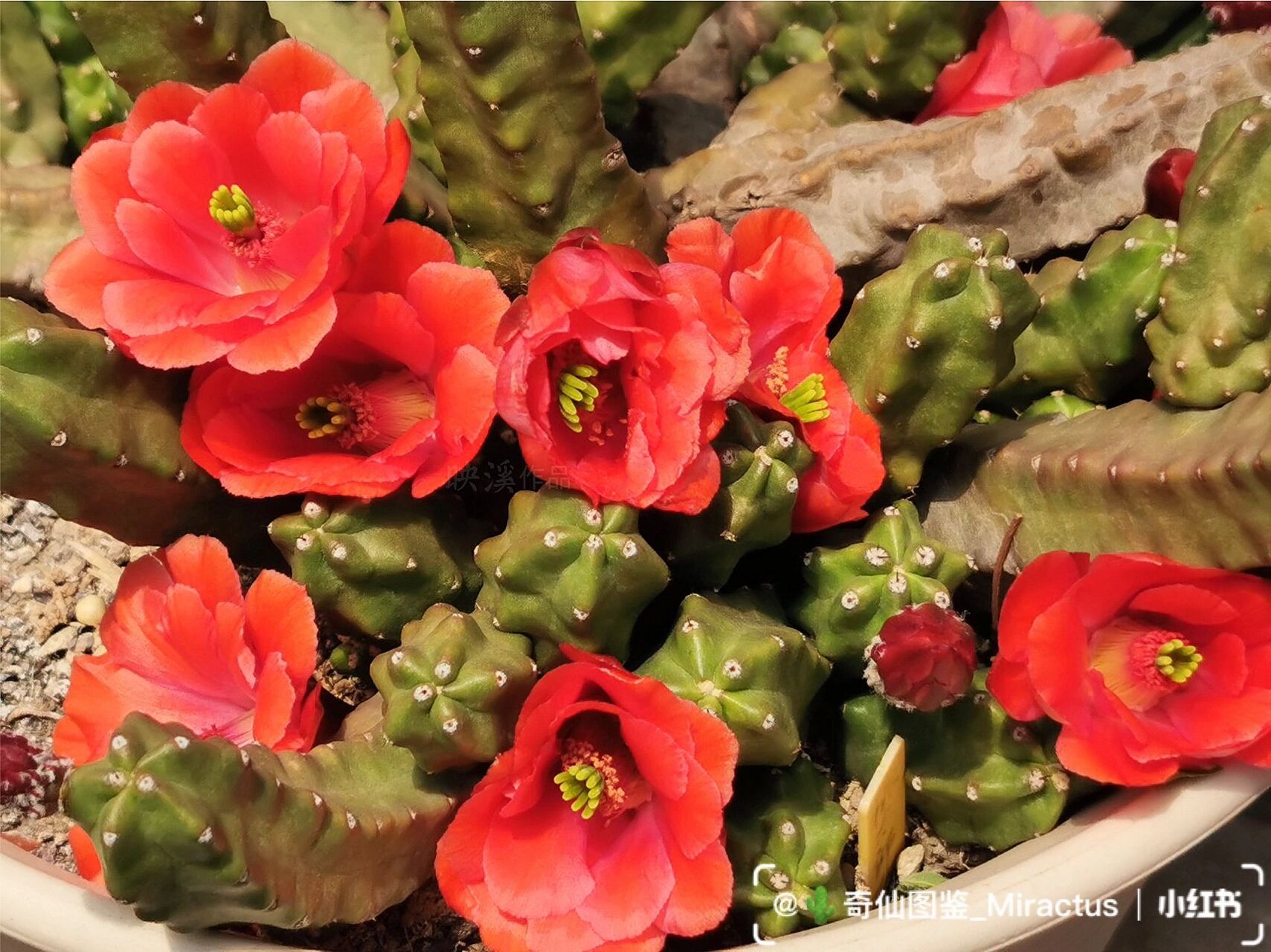 91仙人掌花谱017|灿若桃花的"桃太郎"  【仙人掌花谱017】91"桃太