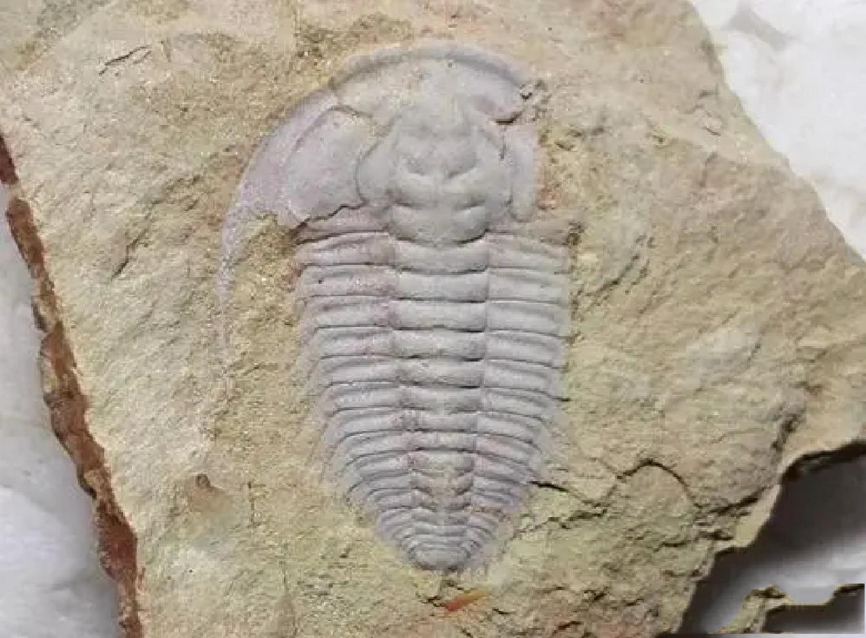 6亿年前寒武纪最具代表性的 生活时期:寒武纪.