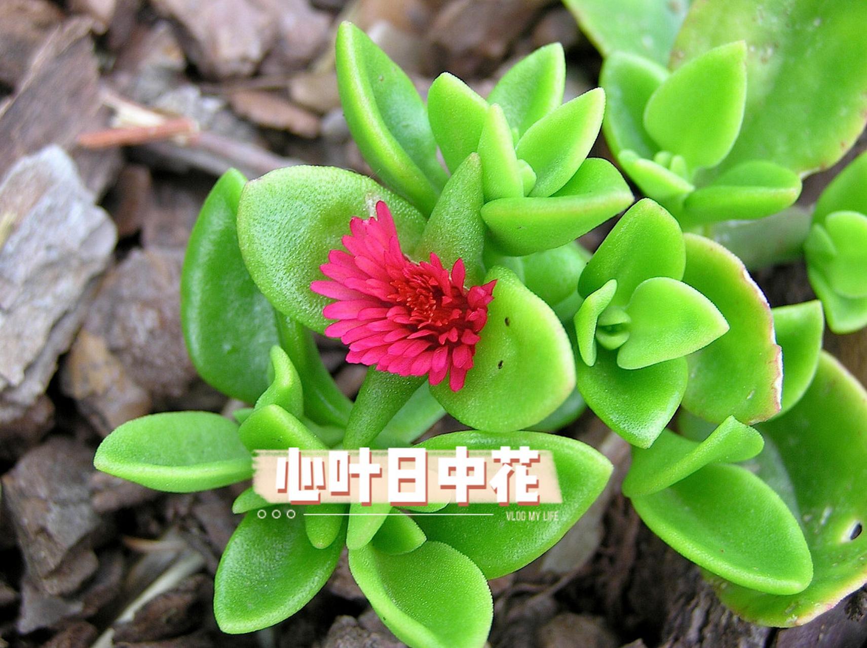 积累|植物—心叶日中花 中文名     心叶日中花 拉丁学名65