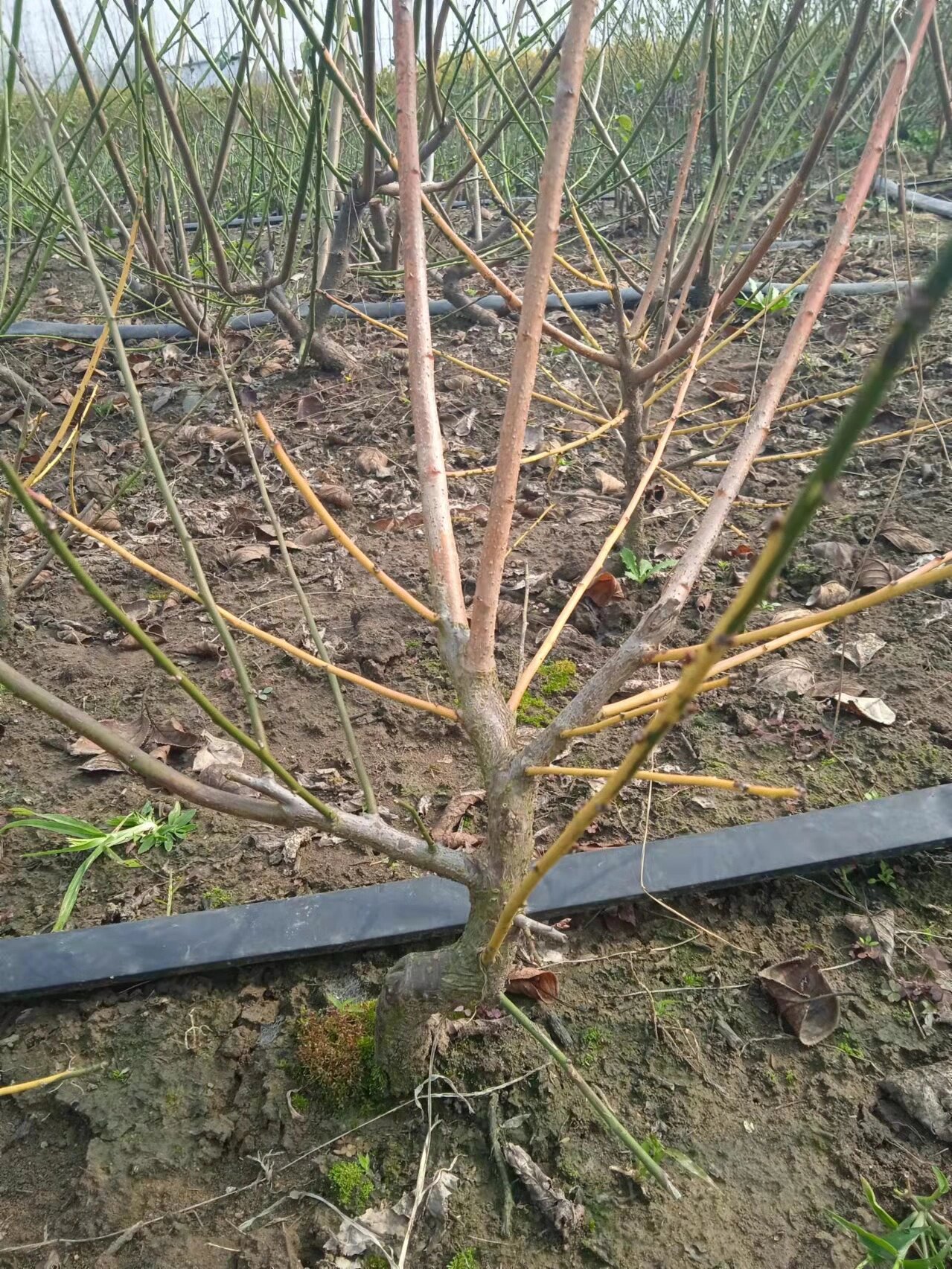 梅花～梅花基地～品种梅花～时出锦 时出锦的枝叶颜色在梅花品种里说