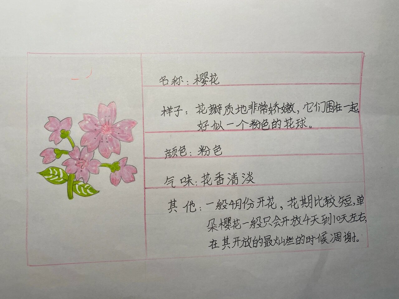 樱花介绍表